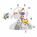 /album/aroma-terapia/aroma-terapia-jpg/